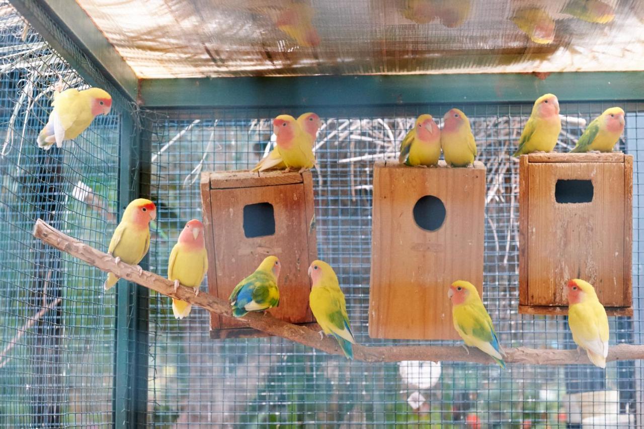 Dar Ayniwen Garden Hotel & Bird Zoo Marrákes Kültér fotó