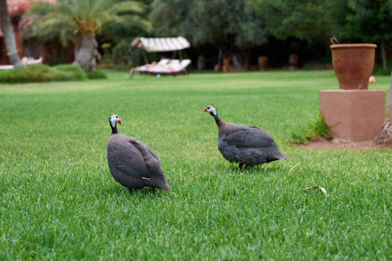 Dar Ayniwen Garden Hotel & Bird Zoo Marrákes Kültér fotó